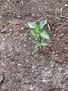 Jalapeños Purple