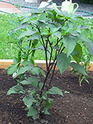 Jalapeños Purple