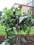 Jalapeños Purple