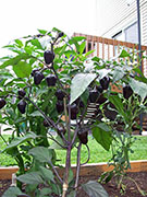 Jalapeños Purple
