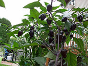 Jalapeños Purple