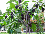 Jalapeños Purple