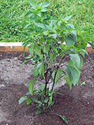 Jalapeños Purple