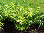 Trinidad Perfume