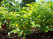 Trinidad Perfume