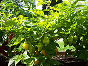 Trinidad Perfume