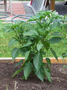 Numex Big Jim
