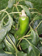 Numex Big Jim