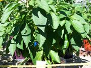 Numex Big Jim