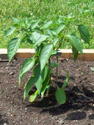 Numex Big Jim