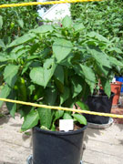 Numex Big Jim