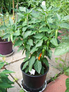 Bulgarian Carrot