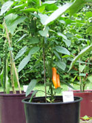 Bulgarian Carrot