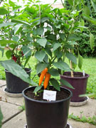 Bulgarian Carrot