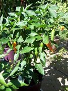 Bulgarian Carrot
