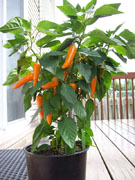 Bulgarian Carrot