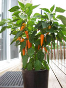 Bulgarian Carrot