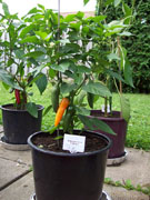 Bulgarian Carrot