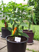 Bulgarian Carrot