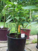 Bulgarian Carrot