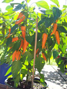 Bulgarian Carrot
