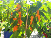 Bulgarian Carrot