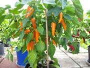 Bulgarian Carrot