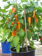 Bulgarian Carrot