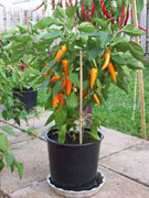 Bulgarian Carrot