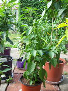 Cayenne