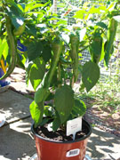 Cayenne