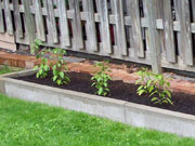 Cayenne