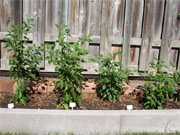 Cayenne
