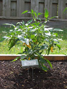 Golden Cayenne