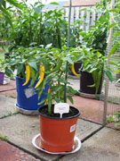 Golden Cayenne