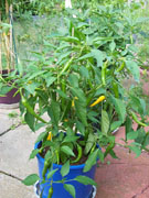 Golden Cayenne