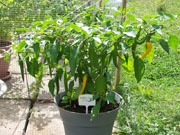 Golden Cayenne
