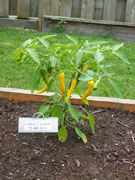 Golden Cayenne