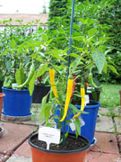 Golden Cayenne