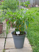 Golden Cayenne