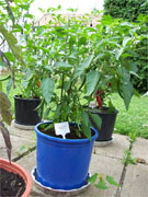 Golden Cayenne