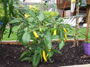 Golden Cayenne