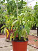 Golden Cayenne
