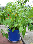 Golden Cayenne