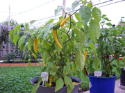 Golden Cayenne