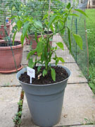Golden Cayenne
