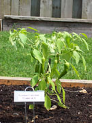 Golden Cayenne