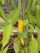 Golden Cayenne