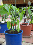 Golden Cayenne