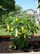 Golden Cayenne